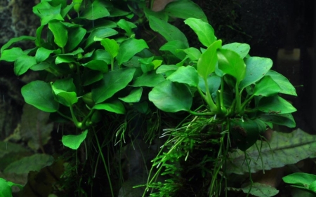 Preview: Anubias Petite von Tropica